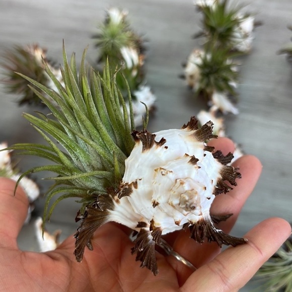 🔆LARGE AIR PLANT BUDDY🔆 WITH REAL SEA SHELL HANDMADE AND UNIQUE - Picture 2 of 12